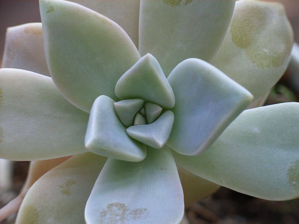 Fibonacci leaves