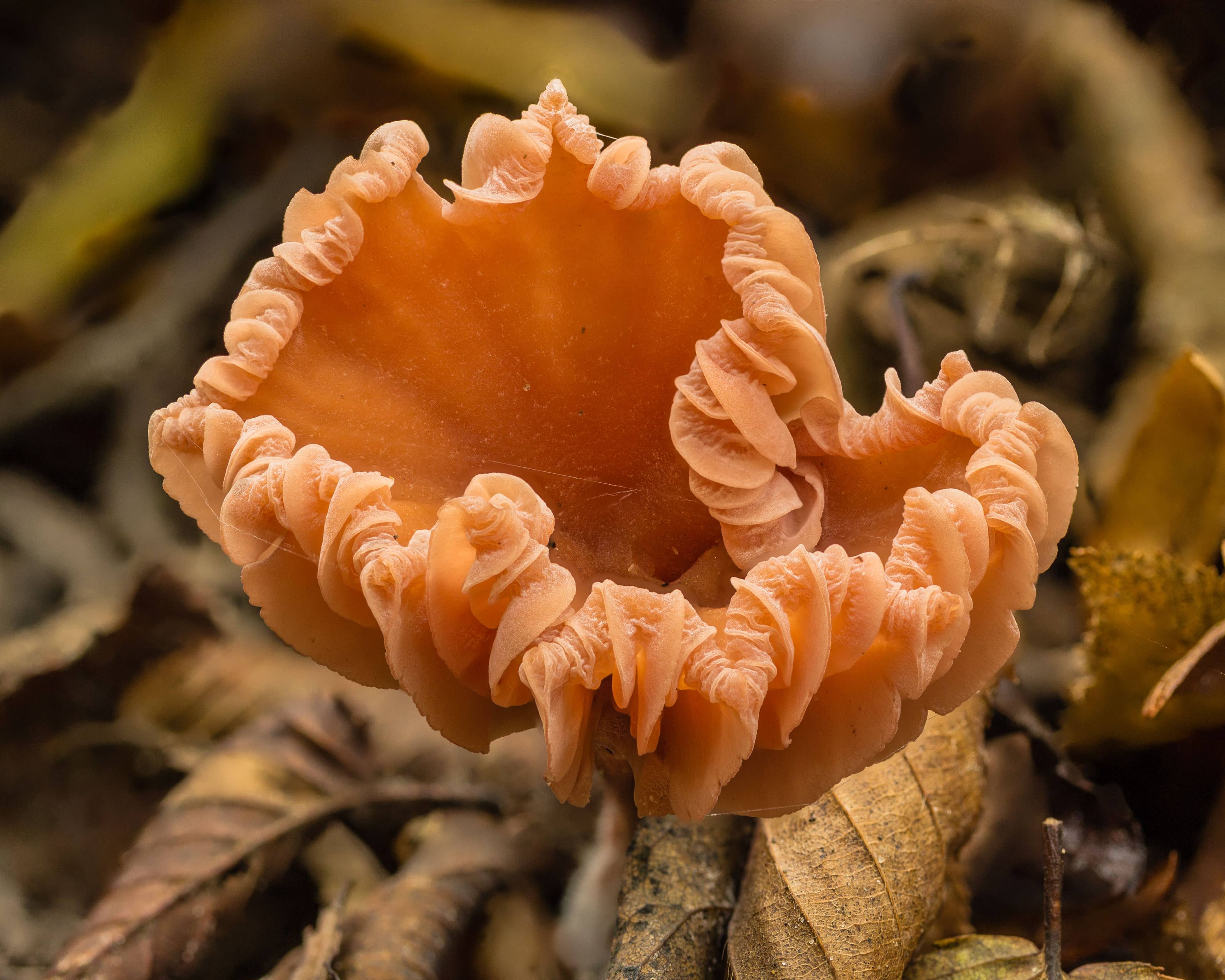 Cap with curled gills of a Laccaria laccata (deceiver, lackluster laccaria)